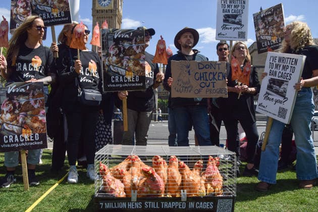 May 12, 2026, London, England, United Kingdom: Activists from the vegan and animal rights campaign group Viva hold placards around a cage with plush toy chickens in Parliament Square during a protest calling on the government to ban cages for hens. Over seven million hens spend their lives in cramped cages on factory farms. London United Kingdom - ZUMAv130 20260512_zip_v130_012 Copyright: xVukxValcicx