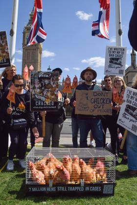 May 12, 2026, London, England, United Kingdom: Activists from the vegan and animal rights campaign group Viva hold placards around a cage with plush toy chickens in Parliament Square during a protest calling on the government to ban cages for hens. Over seven million hens spend their lives in cramped cages on factory farms. London United Kingdom - ZUMAv130 20260512_zip_v130_013 Copyright: xVukxValcicx