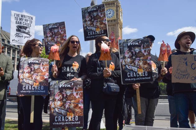 May 12, 2026, London, England, United Kingdom: Activists from the vegan and animal rights campaign group Viva hold placards in Parliament Square during a protest calling on the government to ban cages for hens. Over seven million hens spend their lives in cramped cages on factory farms. London United Kingdom - ZUMAv130 20260512_zip_v130_015 Copyright: xVukxValcicx