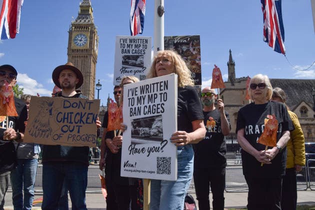 May 12, 2026, London, England, United Kingdom: Activists from the vegan and animal rights campaign group Viva hold placards in Parliament Square during a protest calling on the government to ban cages for hens. Over seven million hens spend their lives in cramped cages on factory farms. London United Kingdom - ZUMAv130 20260512_zip_v130_016 Copyright: xVukxValcicx