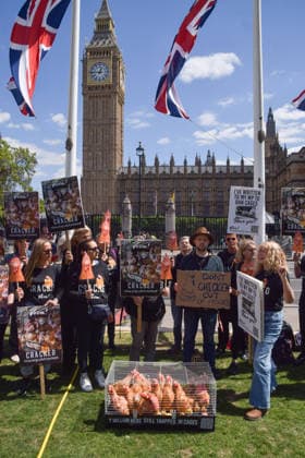 May 12, 2026, London, England, United Kingdom: Activists from the vegan and animal rights campaign group Viva hold placards around a cage with plush toy chickens in Parliament Square during a protest calling on the government to ban cages for hens. Over seven million hens spend their lives in cramped cages on factory farms. London United Kingdom - ZUMAv130 20260512_zip_v130_017 Copyright: xVukxValcicx
