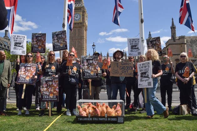 May 12, 2026, London, England, United Kingdom: Activists from the vegan and animal rights campaign group Viva hold placards around a cage with plush toy chickens in Parliament Square during a protest calling on the government to ban cages for hens. Over seven million hens spend their lives in cramped cages on factory farms. London United Kingdom - ZUMAv130 20260512_zip_v130_019 Copyright: xVukxValcicx