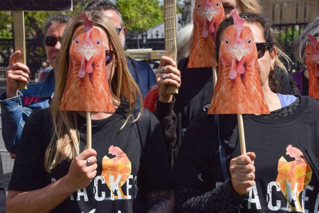 May 12, 2026, London, England, United Kingdom: Activists from the vegan and animal rights campaign group Viva hold up chicken masks in Parliament Square during a protest calling on the government to ban cages for hens. Over seven million hens spend their lives in cramped cages on factory farms. London United Kingdom - ZUMAv130 20260512_zip_v130_020 Copyright: xVukxValcicx