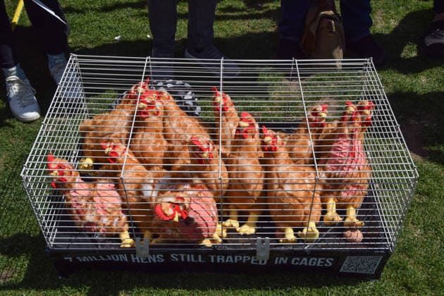 May 12, 2026, London, England, United Kingdom: Activists from the vegan and animal rights campaign group Viva display a cage with plush toy chickens in Parliament Square during a protest calling on the government to ban cages for hens. Over seven million hens spend their lives in cramped cages on factory farms. London United Kingdom - ZUMAv130 20260512_zip_v130_021 Copyright: xVukxValcicx