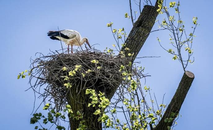 Storks in Mülheim an der Ruhr FOR EDITORIAL PURPOSES ONLY EDITORIAL USE ONLY p A female stork stands in her nest on a trimmed poplar tree on Mintarder Straße in Mülheim an der Ruhr on Tuesday, 12 05 2026 Presumably she is already incubating her laid eggs Germany NRW Mülheim an der Ruhr Copyright MartinxMöller Copyright: MartinxMöller doc85tbxbgg7hh1x4erjcx ,EDITORIAL USE ONLY Copyright: MartinxMöller
