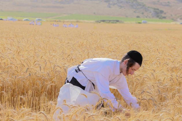 Haredi Men Harvest Wheat West Bank A Haredi Jewish man uses a sickle to harvest wheat by hand in a field in Mevo Horon, the occupied West Bank, on May 13, 2026. The wheat is harvested once fully dry and collected in bags for the production of Matzah Shmura for the following year™s Passover holiday. Mevo Horon West Bank Palestinian Territories Copyright: xSimonxBenix