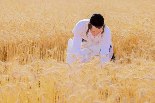 Haredi Men Harvest Wheat West Bank A Haredi Jewish man uses a sickle to harvest wheat by hand in a field in Mevo Horon, the occupied West Bank, on May 13, 2026. The wheat is harvested once fully dry and collected in bags for the production of Matzah Shmura for the following year™s Passover holiday. Mevo Horon West Bank Palestinian Territories Copyright: xSimonxBenix