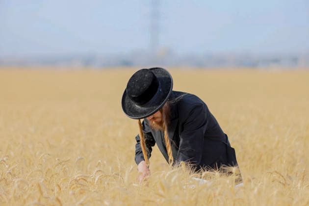 Haredi Men Harvest Wheat West Bank A Haredi Jewish man uses a sickle to harvest wheat by hand in a field in Mevo Horon, the occupied West Bank, on May 13, 2026. The wheat is harvested once fully dry and collected in bags for the production of Matzah Shmura for the following year™s Passover holiday. Mevo Horon West Bank Palestinian Territories Copyright: xSimonxBenix