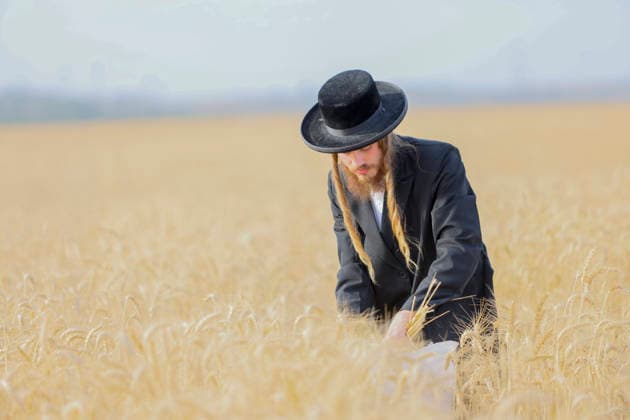 Haredi Men Harvest Wheat West Bank A Haredi Jewish man uses a sickle to harvest wheat by hand in a field in Mevo Horon, the occupied West Bank, on May 13, 2026. The wheat is harvested once fully dry and collected in bags for the production of Matzah Shmura for the following year™s Passover holiday. Mevo Horon West Bank Palestinian Territories Copyright: xSimonxBenix