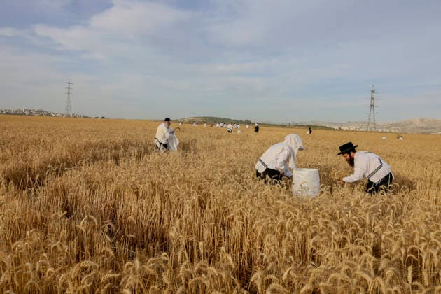 Haredi Men Harvest Wheat West Bank Haredi Jewish men use sickles to harvest wheat by hand in a field in Mevo Horon, the occupied West Bank, on May 13, 2026. The wheat is harvested once fully dry and collected in bags for the production of Matzah Shmura for the following year™s Passover holiday. Mevo Horon West Bank Palestinian Territories Copyright: xSimonxBenix