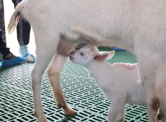 (260515) -- XI AN, May 15, 2026 -- A cloned super high-yield dairy goat suckles in Fuping County, northwest China s Shaanxi Province, May 14, 2026. Chinese scientists have successfully cloned six super high-yield dairy goats in northwest China s Shaanxi Province, marking the country s first successful batch cloning of such animals and a major breakthrough in dairy goat breeding technology. TO GO WITH China achieves successful batch cloning of super high-yield dairy goats CHINA-SHAANXI-CLONED SUPER HIGH-YIELD DAIRY GOATS (CN) WuxHongbo 