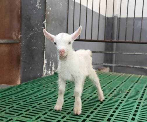 (260515) -- XI AN, May 15, 2026 -- A cloned super high-yield dairy goat is pictured in Fuping County, northwest China s Shaanxi Province, May 14, 2026. Chinese scientists have successfully cloned six super high-yield dairy goats in northwest China s Shaanxi Province, marking the country s first successful batch cloning of such animals and a major breakthrough in dairy goat breeding technology. TO GO WITH China achieves successful batch cloning of super high-yield dairy goats CHINA-SHAANXI-CLONED SUPER HIGH-YIELD DAIRY GOATS (CN) WuxHongbo 