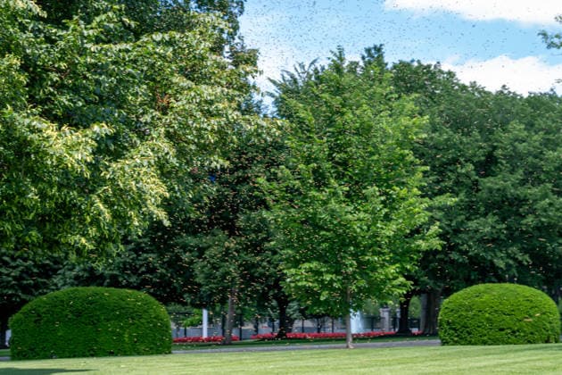May 15, 2026, Washington, Va, United States: A swarm of bees set up next to the White House media tents on the North Lawn on May 15, 2026. Washington United States  - ZUMAl312 20260515_znp_l312_011 Copyright: xAndrewxLeydenx