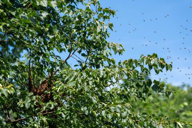 May 15, 2026, Washington, Va, United States: A swarm of bees set up next to the White House media tents on the North Lawn on May 15, 2026. Washington United States - ZUMAl312 20260515_znp_l312_012 Copyright: xAndrewxLeydenx