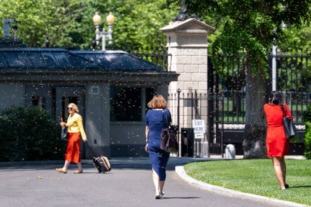 May 15, 2026, Washington, Va, United States: A swarm of bees set up next to the White House media tents on the North Lawn on May 15, 2026. Washington United States - ZUMAl312 20260515_znp_l312_002 Copyright: xAndrewxLeydenx