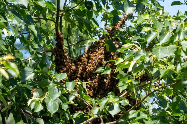 May 15, 2026, Washington, District of Columbia, USA: A swarm of bees set up next to the White House media tents on the North Lawn. Washington USA - ZUMAl312 20260515_znp_l312_013 Copyright: xAndrewxLeydenx