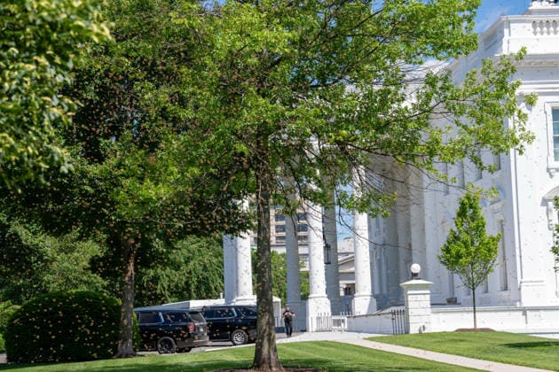 May 15, 2026, Washington, District of Columbia, USA: A swarm of bees set up next to the White House media tents on the North Lawn. Washington USA  - ZUMAl312 20260515_znp_l312_010 Copyright: xAndrewxLeydenx