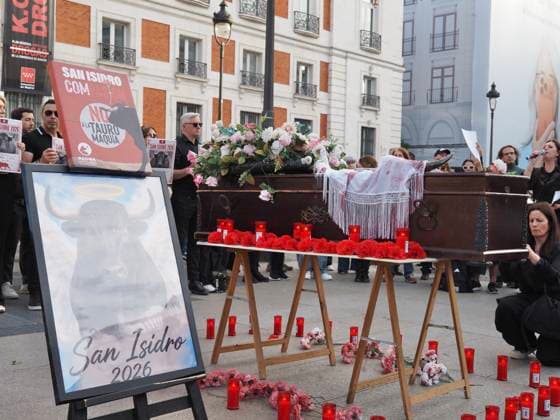 May 16, 2026, Madrid, Madrid, Spain: MADRID, SPAIN - MAY 16: Members of the Animalist Party with the Environment - PACMA, demonstrate against bullfighting during the San Isidro festivities, gathering at Puerta del Sol in Madrid holding signs and a coffin with flowers and candles representing the funeral of a bull killed in the bullfights. Madrid Spain  - ZUMAh199 20260516_zip_h199_001 Copyright: xAaronxHerediax