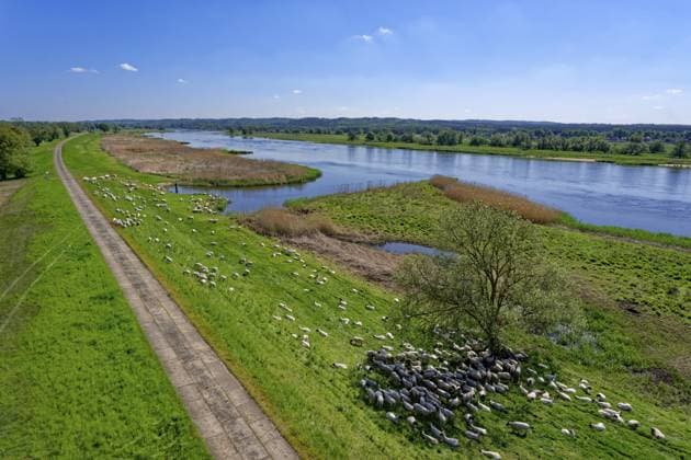 Schafe weiden am Ufer der Oder im Nationalpark Unteres Odertal in der Uckermark. Stützkow, Angermünde, Brandenburg, Deutschland Sheep graze on the banks of the Oder in the Lower Oder Valley National Park in the Uckermark. Stützkow, Angermünde, Brandenburg, Germany Copyright: imageBROKER MarkusxBeck iblmbk17735448.jpg