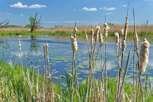 Rohrkolben in der Flusslandschaft im Nationalpark Unteres Odertal in der Uckermark. Stützkow, Angermünde, Brandenburg, Deutschland Cattails in the river landscape in the Lower Oder Valley National Park in the Uckermark. Stützkow, Angermünde, Brandenburg, Germany Copyright: imageBROKER MarkusxBeck iblmbk17735460.jpg