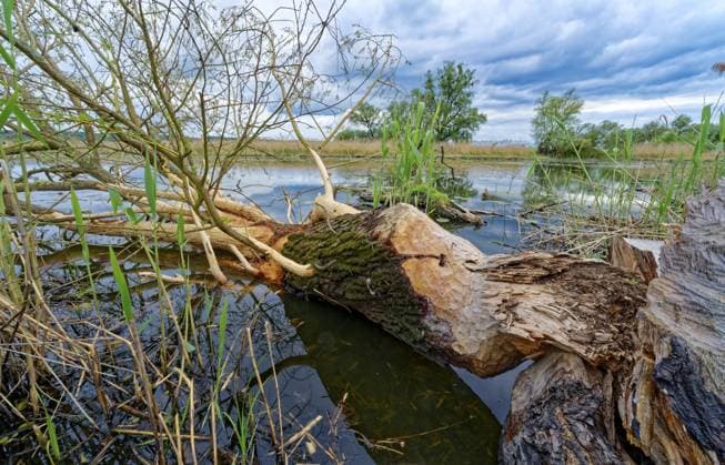 Abgenagter und gefällter Baum, Spuren von Biebern, in der Flusslandschaft im Nationalpark Unteres Odertal in der Uckermark. Criewen, Schwedt, Brandenburg, Deutschland Drenched and felled tree, traces of beavers, in the river landscape in the Lower Oder Valley National Park in the Uckermark. Criewen, Schwedt, Brandenburg, Germany Copyright: imageBROKER MarkusxBeck iblmbk17735367.jpg