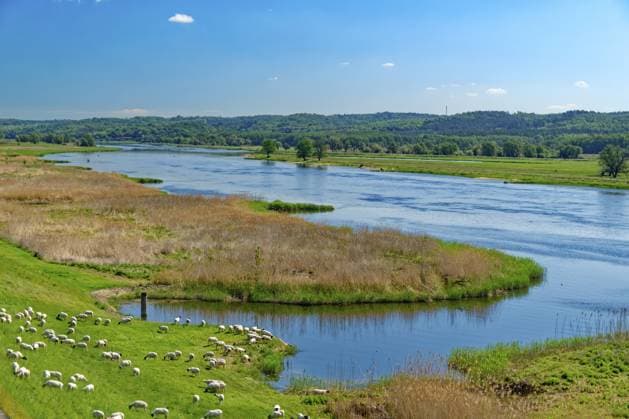 Schafe weiden am Ufer der Oder im Nationalpark Unteres Odertal in der Uckermark. Stützkow, Angermünde, Brandenburg, Deutschland Sheep graze on the banks of the Oder in the Lower Oder Valley National Park in the Uckermark. Stützkow, Angermünde, Brandenburg, Germany Copyright: imageBROKER MarkusxBeck iblmbk17735438.jpg