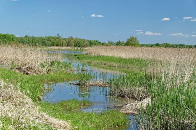 Flusslandschaft im Nationalpark Unteres Odertal in der Uckermark. Stützkow, Angermünde, Brandenburg, Deutschland River landscape in the Lower Oder Valley National Park in the Uckermark. Stützkow, Angermünde, Brandenburg, Germany Copyright: imageBROKER MarkusxBeck iblmbk17735461.jpg
