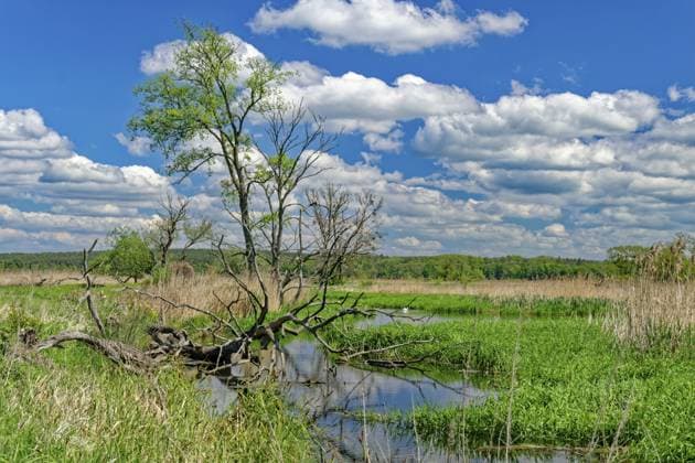 Landschaft an der Oder im Nationalpark Unteres Odertal in der Uckermark. Gatow, Schwedt, Brandenburg, Deutschland Landscape on the Oder in the Lower Oder Valley National Park in the Uckermark. Gatow, Schwedt, Brandenburg, Germany Copyright: imageBROKER MarkusxBeck iblmbk17735479.jpg