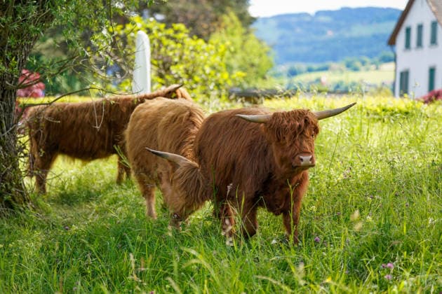 Altenrhein, Canton St Gallen, Switzerland, Europe Scottish Highland cattle on a green meadow near Altenrhein on Lake Constance Highland cattle between trees and natural landscape, agriculture, grazing animals, rural idyll, nature, Eastern Switzerland, Alpine region, animal husbandry, summer, Switzerland tourism, meadow, horns, outdoor, village life, quiet landscape, Europe Copyright: xJOERANxSTEINSIEKx