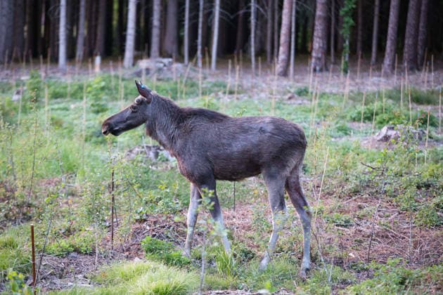 Municipality of Aham, Germany 17 05 2026 Moose Emil on the move near Loizenkirchen In the picture Moose Emil near Loizenkirchen in the municipa Copyright: xFotostandx xBreux
