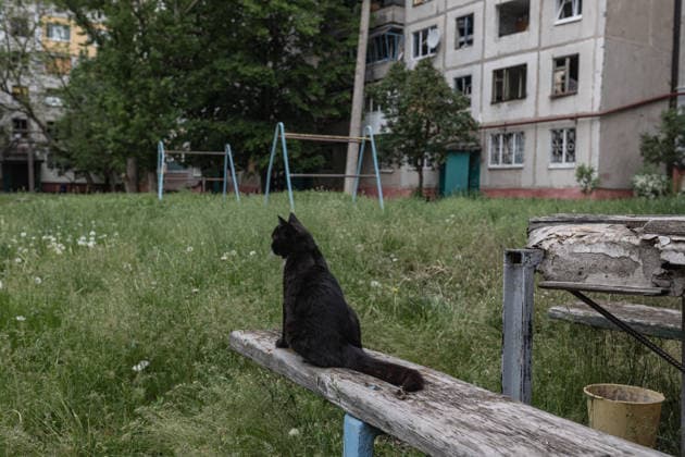 Aftermath of Russian attack in Druzhkivka DRUZHKIVKA, UKRAINE - MAY 18: A view of cat in front of a destroyed residential building, following a Russian air strike on a residential area in Druzhkivka, Ukraine, on May 18, 2026. Diego Herrera Carcedo Anadolu Druzhkivka Ukraine. Editorial use only. Please get in touch for any other usage.  Copyright: x2026xAnadoluxDiegoxHerreraxCarcedox