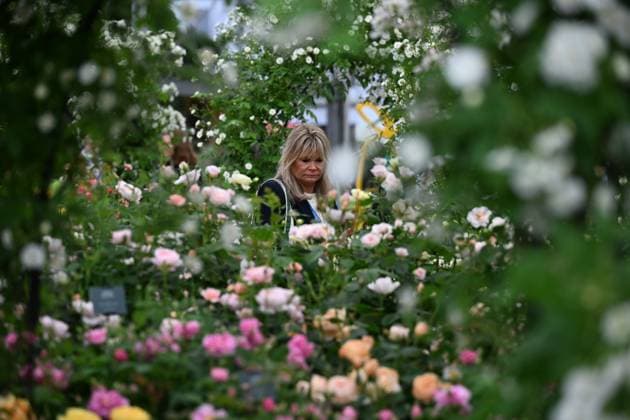 Press day opens for RHS Chelsea Flower Show LONDON, UNITED KINGDOM - MAY 18: Visitors attend the press day of the RHS Chelsea Flower Show in London, United Kingdom, on May 18, 2026, where various garden designs, live performances and promotional events were presented to members of the media. Rasid Necati Aslim Anadolu London United Kingdom. Editorial use only. Please get in touch for any other usage.  Copyright: x2026xAnadoluxRasidxNecatixAslimx