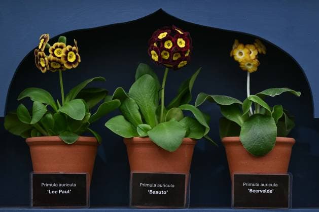 Press day opens for RHS Chelsea Flower Show LONDON, UNITED KINGDOM - MAY 18: A view of potted Primula auricula flowers displayed during the press day of the RHS Chelsea Flower Show in London, United Kingdom, on May 18, 2026, where various garden designs, live performances and promotional events were presented to members of the media. Rasid Necati Aslim Anadolu London United Kingdom. Editorial use only. Please get in touch for any other usage.  Copyright: x2026xAnadoluxRasidxNecatixAslimx