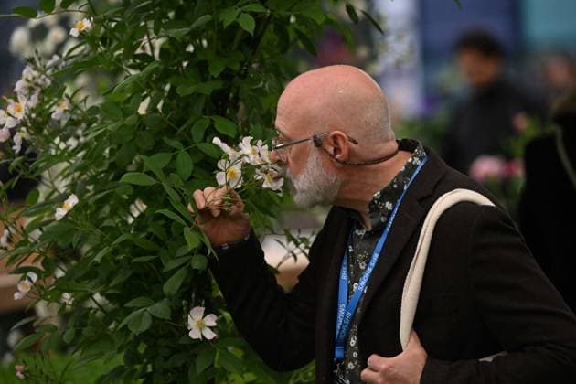 Press day opens for RHS Chelsea Flower Show LONDON, UNITED KINGDOM - MAY 18: Visitors attend the press day of the RHS Chelsea Flower Show in London, United Kingdom, on May 18, 2026, where various garden designs, live performances and promotional events were presented to members of the media. Rasid Necati Aslim Anadolu London United Kingdom. Editorial use only. Please get in touch for any other usage.  Copyright: x2026xAnadoluxRasidxNecatixAslimx
