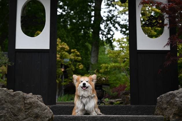 Press day opens for RHS Chelsea Flower Show LONDON, UNITED KINGDOM - MAY 18: A dog sits in a garden display during the press day of the RHS Chelsea Flower Show in London, United Kingdom, on May 18, 2026, where various garden designs, live performances and promotional events were presented to members of the media. Rasid Necati Aslim Anadolu London United Kingdom. Editorial use only. Please get in touch for any other usage.  Copyright: x2026xAnadoluxRasidxNecatixAslimx