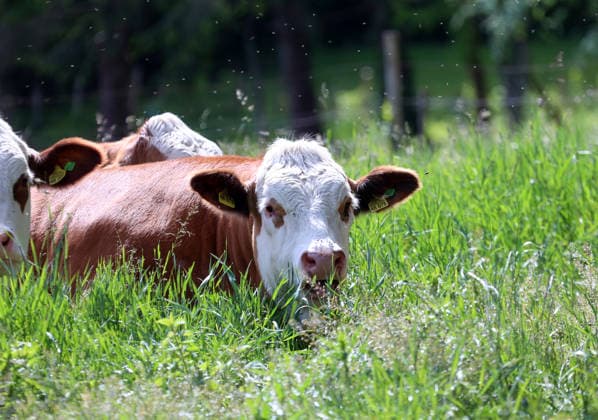 An early summer day near Tutzing, district of Starnberg Here the view of cows, cow, domestic cattle, brown cattle lying in a meadow, lying, sitting