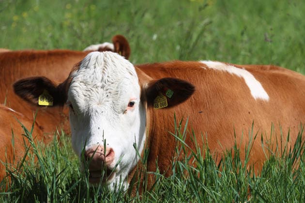 An early summer day near Tutzing, district of Starnberg Here the view of cows, cow, domestic cattle, brown cattle lying in a meadow, lying, sitting