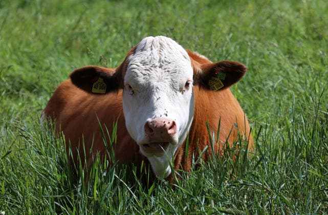 An early summer day near Tutzing, district of Starnberg Here the view of cows, cow, domestic cattle, brown cattle lying in a meadow, lying, sitting