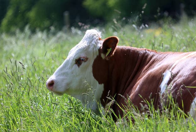 An early summer day near Tutzing, Starnberg district Here the view of cows, cow, domestic cattle, brown cattle lying in a meadow, lying, sitting