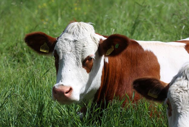 An early summer day near Tutzing, Starnberg district Here the view of cows, cow, domestic cattle, brown cattle lying in a meadow, lying, sitting