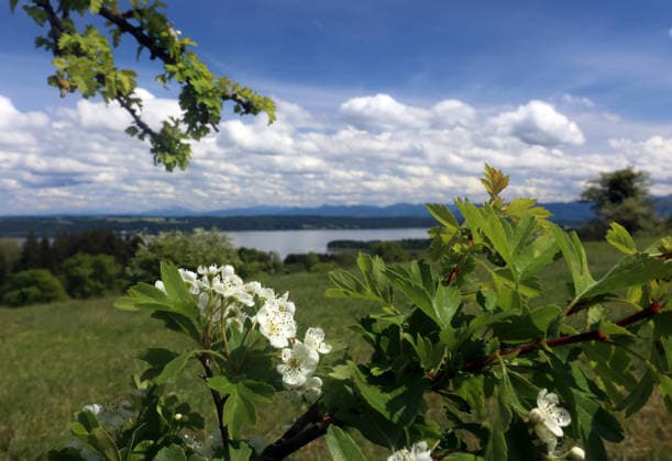 An early summer day near Tutzing, Starnberg district Here the view from the Ilkahöhe through flowering bushes to Lake Starnberg and the Alps ,hiking, walking, cycling, view, local recreation, Munich area, weather picture, excursion weather