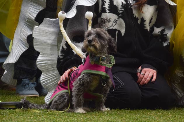 May 19, 2026, London, England, United Kingdom: A dog joins the protest for ancient woodland restoration in Parliament Square. Organised by the campaign group Wild Card, the protesters marched to the Department for Environment, Food and Rural Affairs (DEFRA) calling on the government to restore so-called ghost woods , remains of ancient ecosystems buried beneath timber plantations. London United Kingdom - ZUMAv130 20260519_zip_v130_092 Copyright: xVukxValcicx