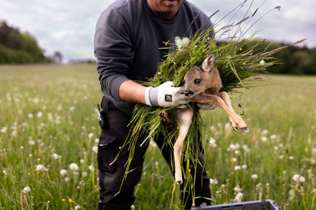 Zollernalb, fawn rescue with the Kitz Retter Neckar Alb e V , 21 05 2026 A helper of the fawn rescuers lifts a small fawn with grass between his hands from a meadow that is to be mowed into a safety box