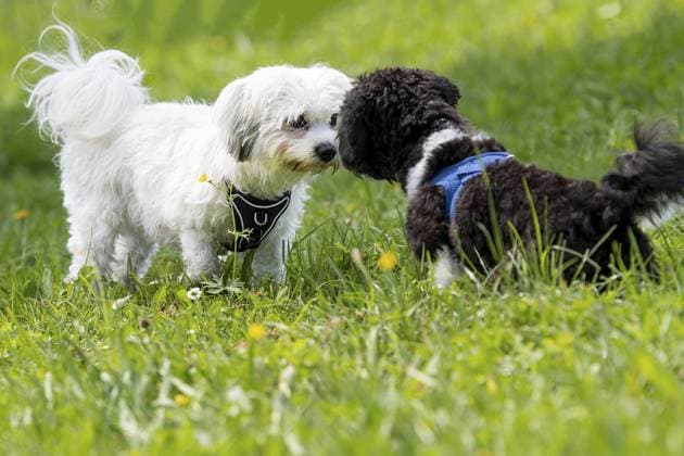 Kleine Hundewelpen nehmen Kontakt auf Kleine Hundewelpen nehmen Kontakt auf Copyright: imageBROKER ChristianexWeimer ibxiqx17670647.jpg