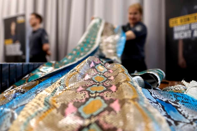 Customs officers show seized python skins snakeskin at the annual press conference of the Cologne Main Customs Office Numerous exhibits from the areas of product counterfeiting, product safety and species protection as well as curious drug stashes are presented on site Cologne, 22 05 2026 NRW Germany Copyright: xChristophxHardtx