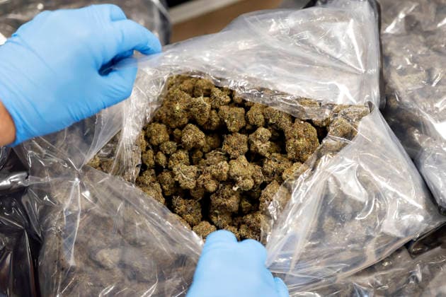 Customs officers show seized marijuana flowers at the annual press conference of the Cologne Main Customs Office Numerous exhibits from the areas of product counterfeiting, product safety and species protection as well as curious drug stashes are presented on site Cologne, 22 05 2026 NRW Germany Copyright: xChristophxHardtx
