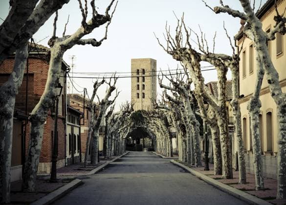 Platanen Allee in Coca, Provinz Segovia, Kastilien und Leon, Spanien Plane tree alley in Coca, Segovia Province, Castile and Leon, Spain Copyright: imageBROKER TobiasxVeser ibltve17787470.jpg