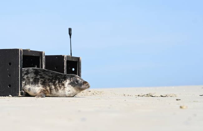 Release of two gray seals A gray seal leaves its transport box during the release on Juist Norddeich Lower Saxony Germany Copyright: xdiebildwerftx