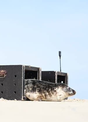 Release of two gray seals A gray seal leaves its transport box during the release on Juist Norddeich Lower Saxony Germany Copyright: xdiebildwerftx