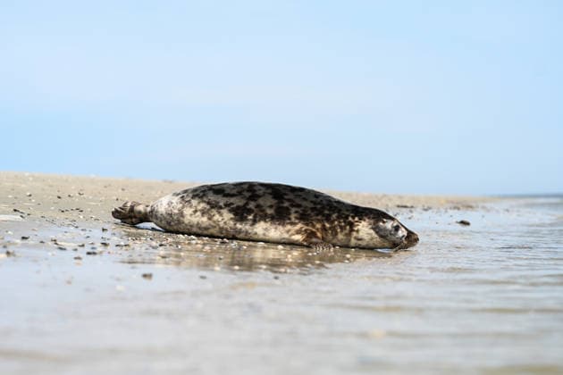 Release of two gray seals A gray seal on its way into the water of the North Sea Norddeich Lower Saxony Germany Copyright: xdiebildwerftx